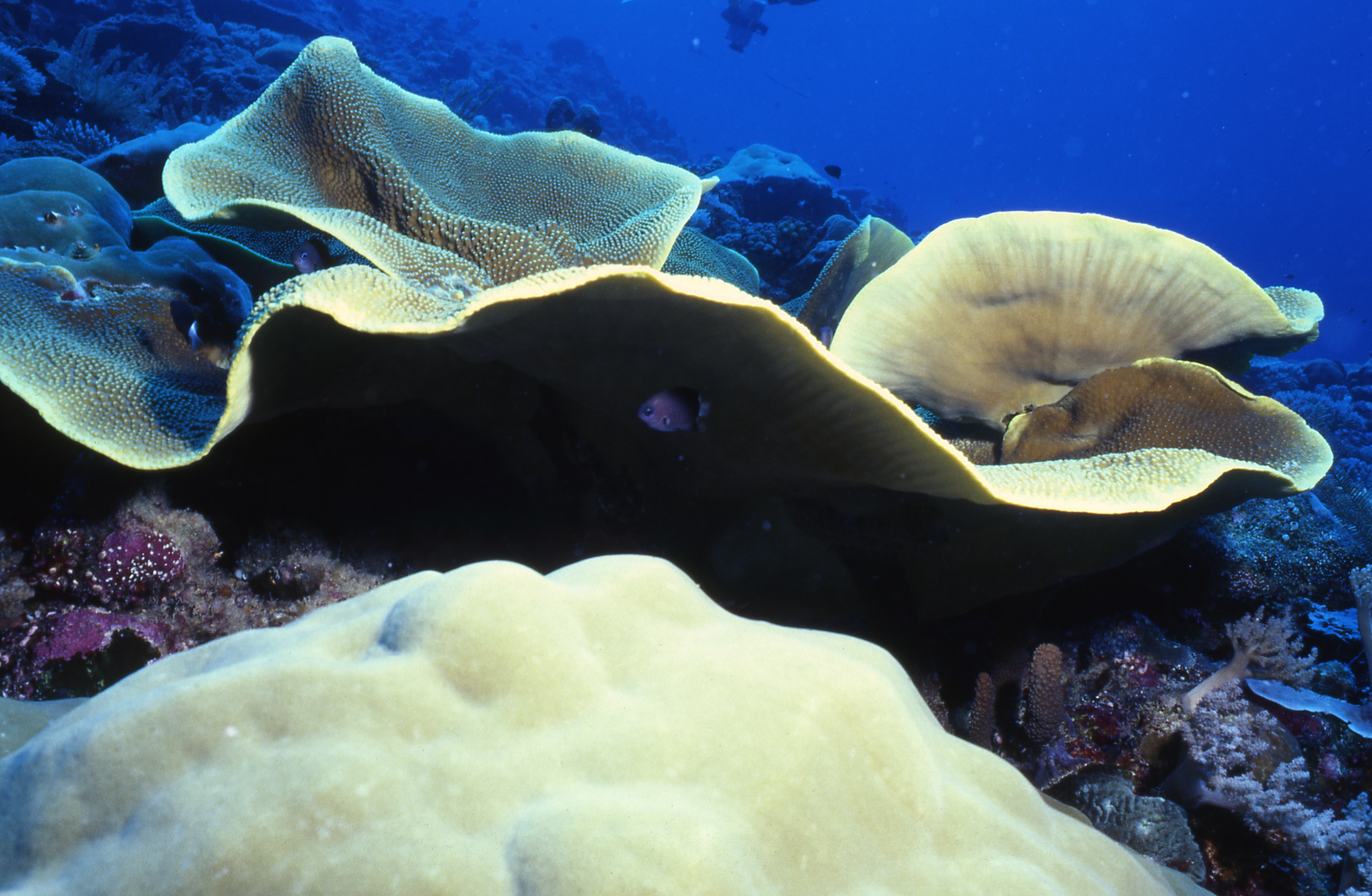Palau   Sheets Of Coral